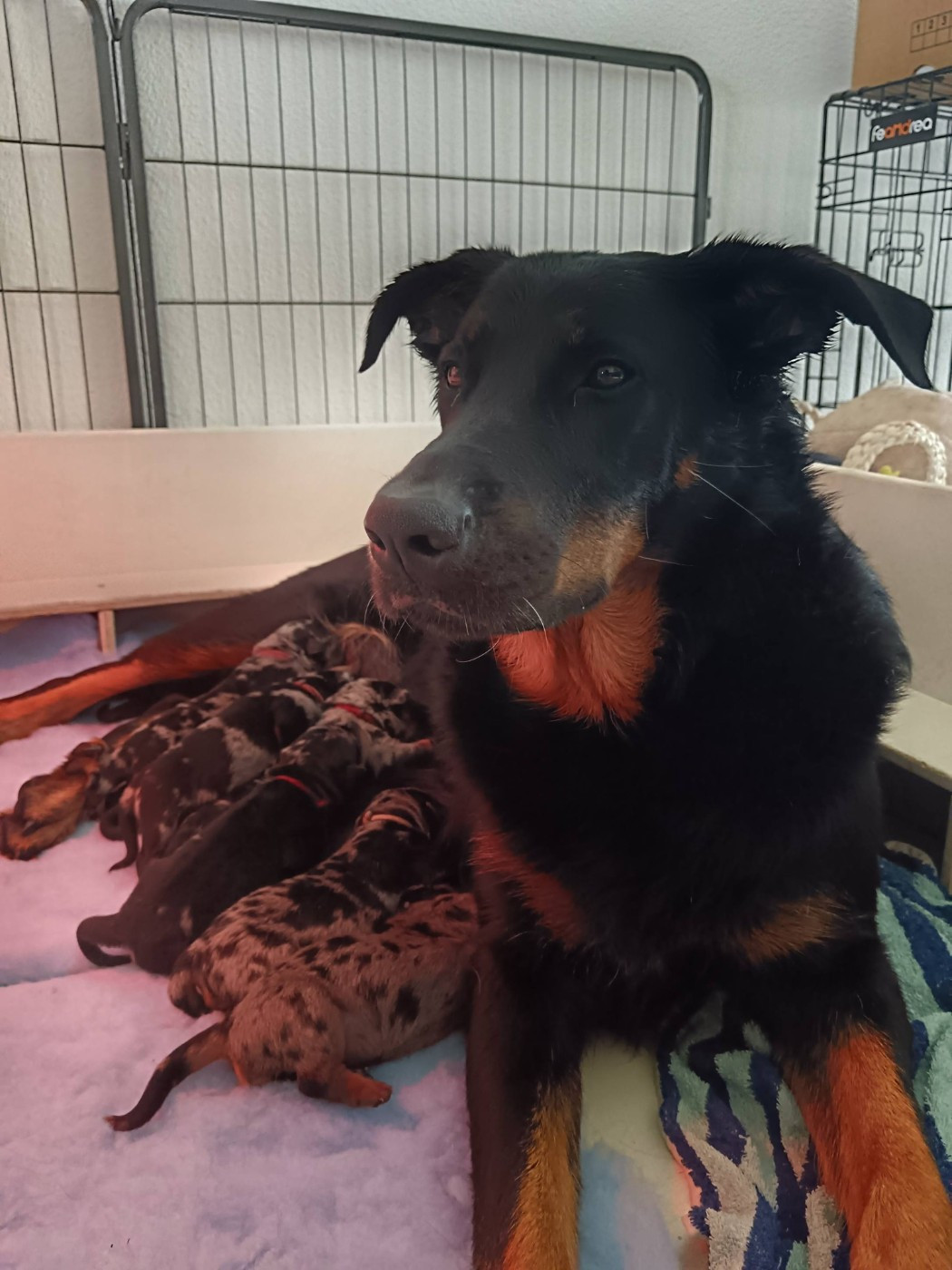 Chiot Berger de Beauce Des Flammes De La Mer