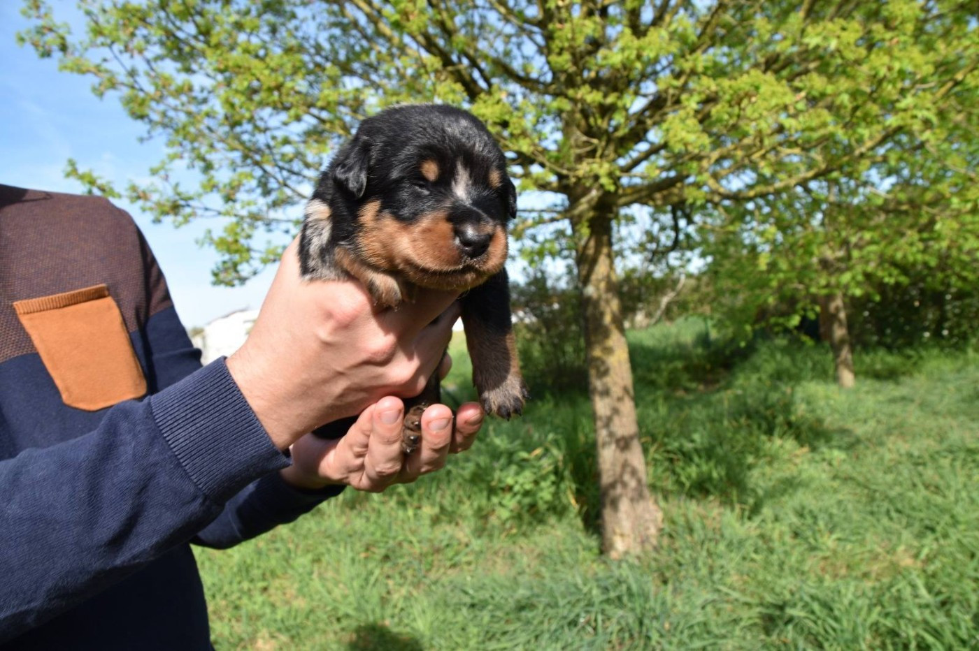Des Flammes De La Mer - Chiots disponibles - Berger de Beauce