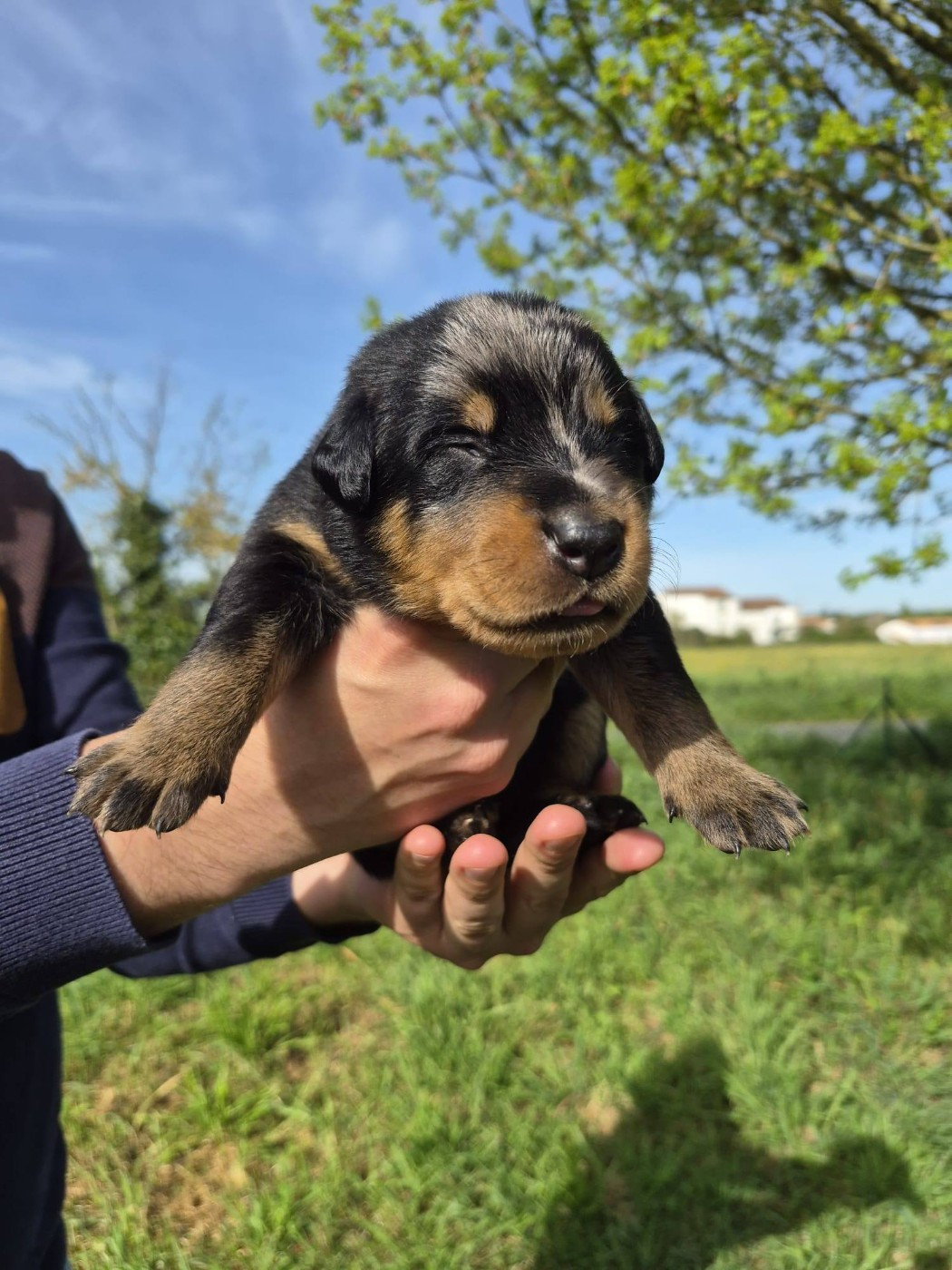 Des Flammes De La Mer - Chiots disponibles - Berger de Beauce