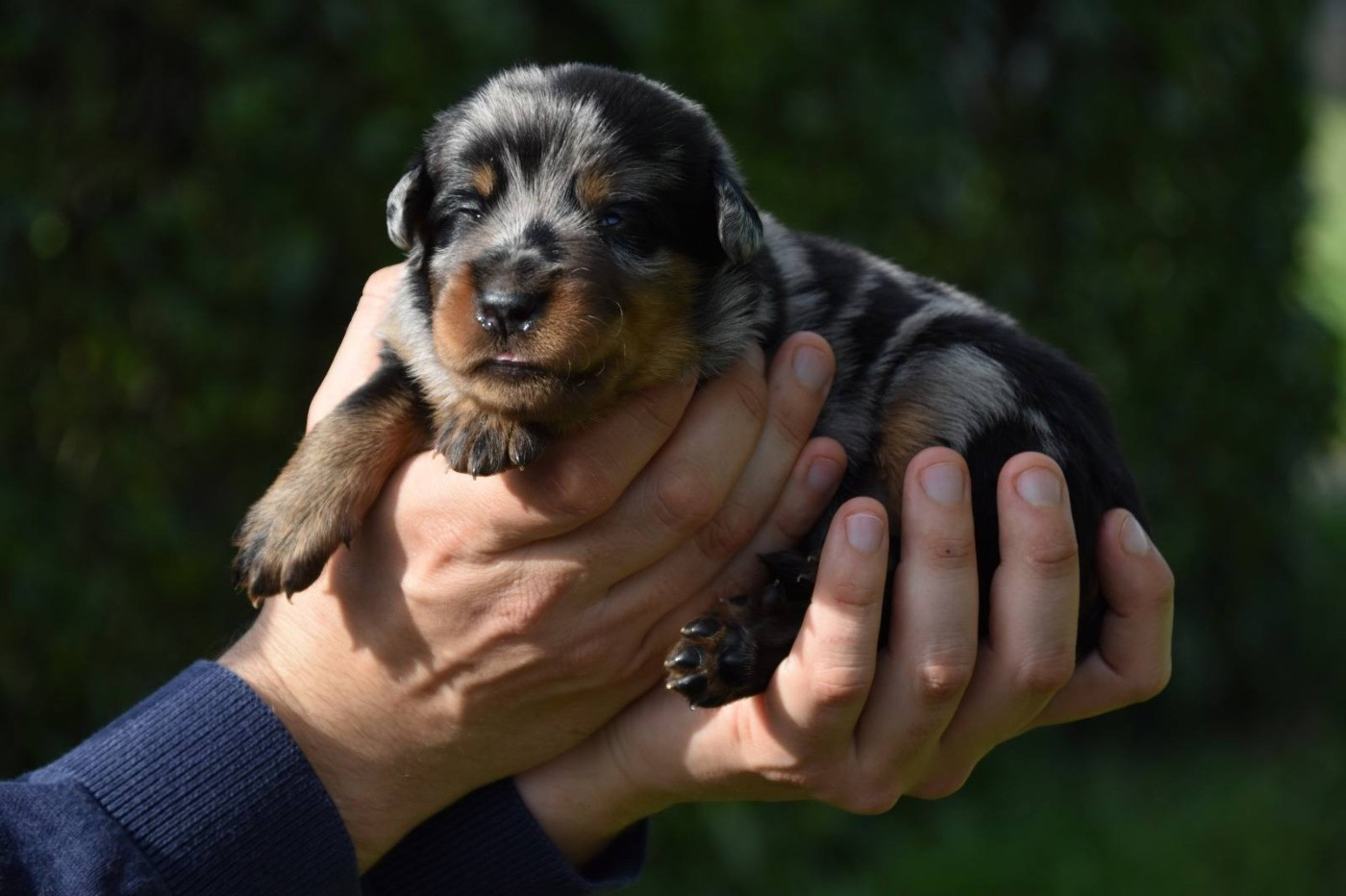 Des Flammes De La Mer - Chiots disponibles - Berger de Beauce