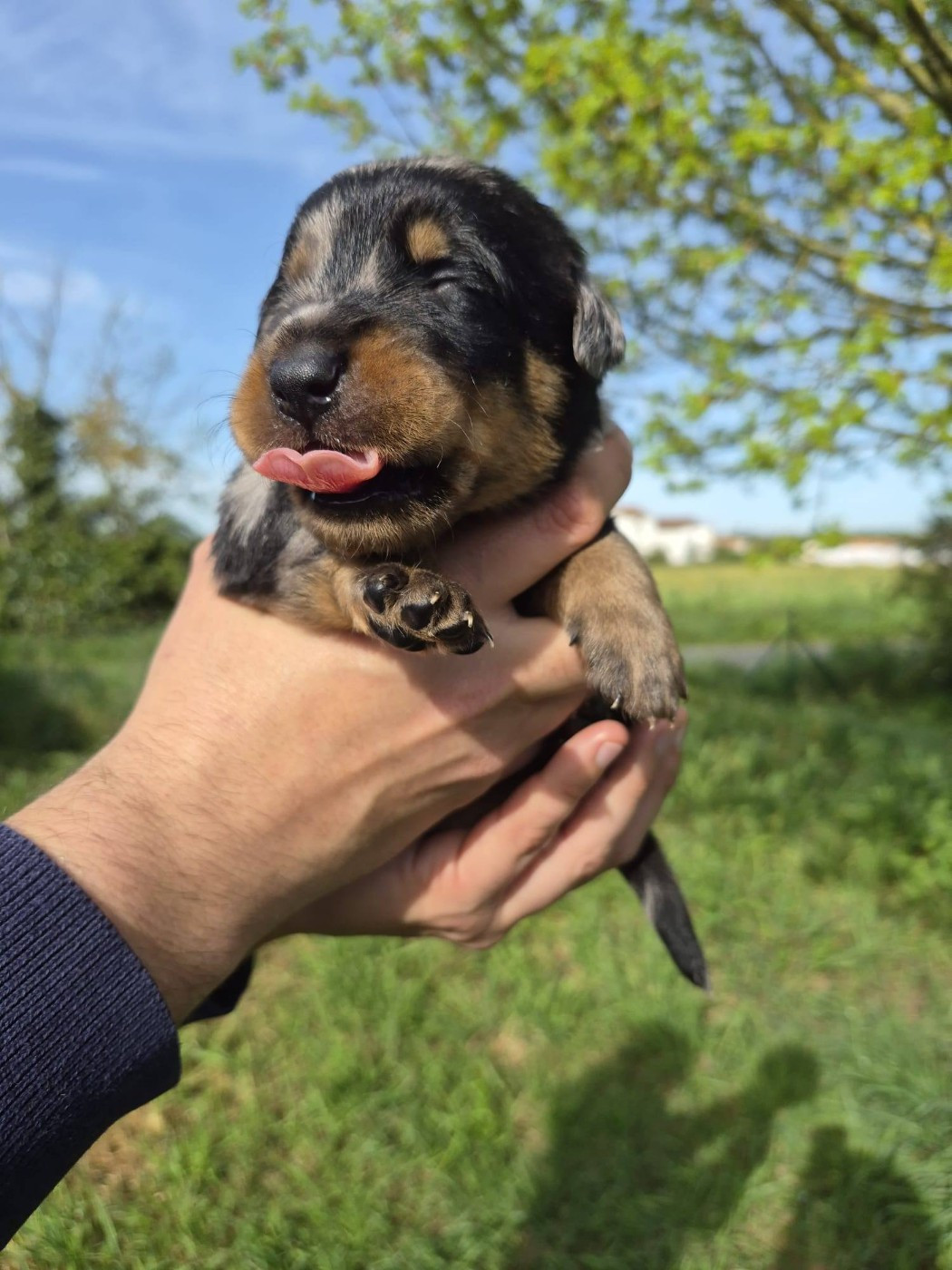 Des Flammes De La Mer - Chiots disponibles - Berger de Beauce
