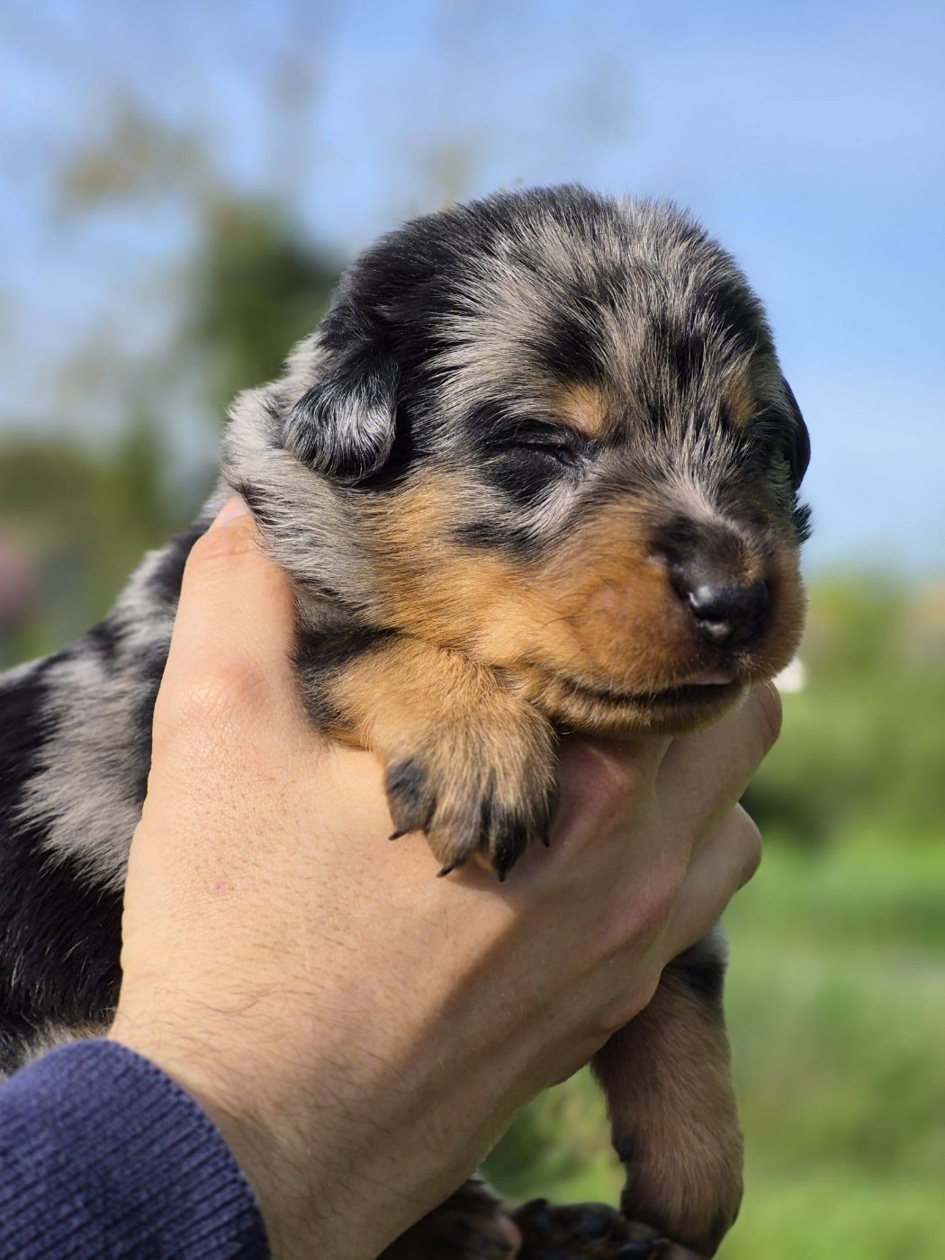 Des Flammes De La Mer - Chiots disponibles - Berger de Beauce