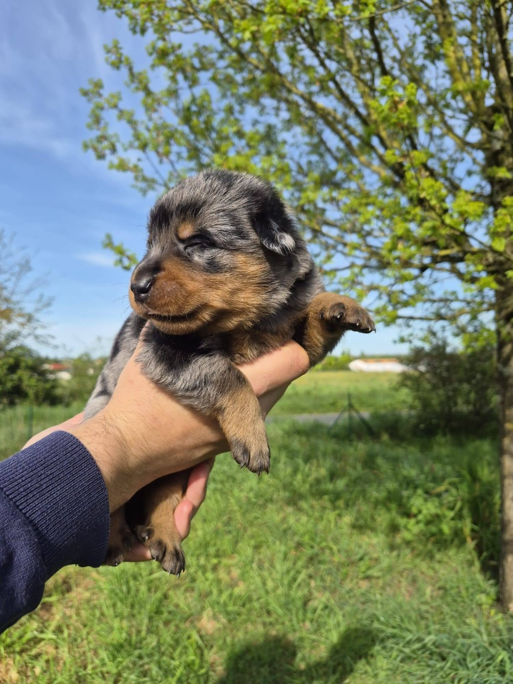 Des Flammes De La Mer - Chiots disponibles - Berger de Beauce