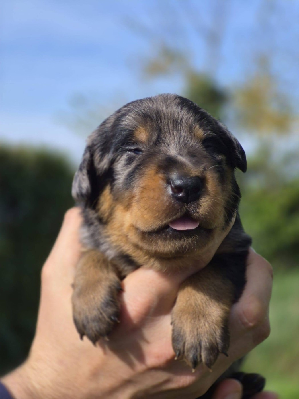 Des Flammes De La Mer - Chiots disponibles - Berger de Beauce