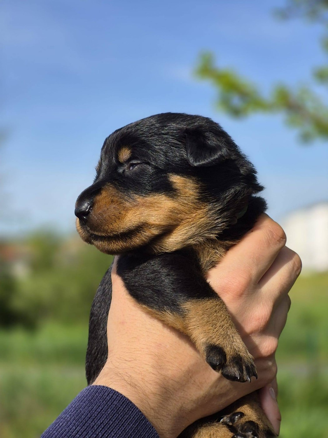 Des Flammes De La Mer - Chiots disponibles - Berger de Beauce