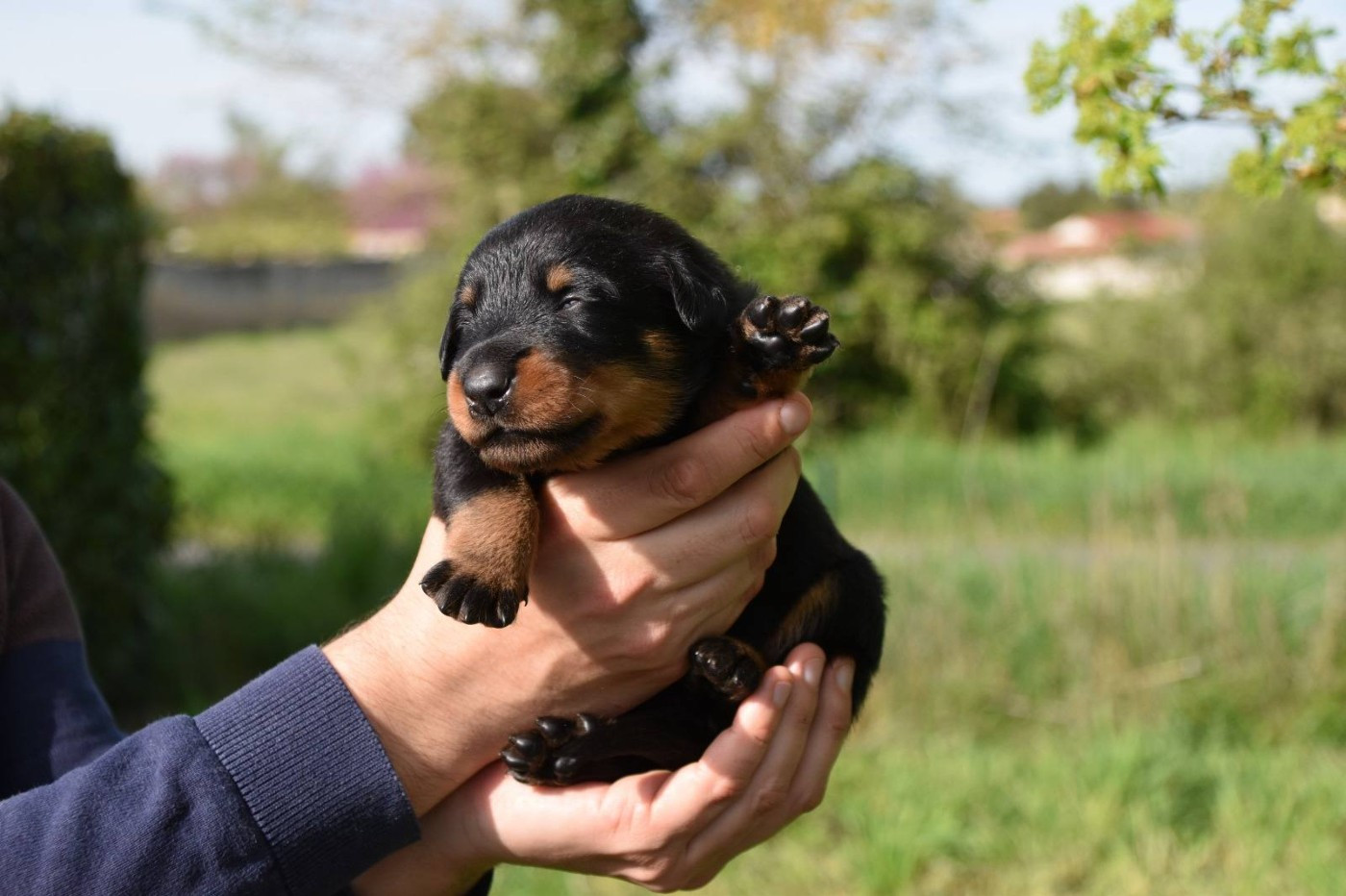 Des Flammes De La Mer - Chiots disponibles - Berger de Beauce